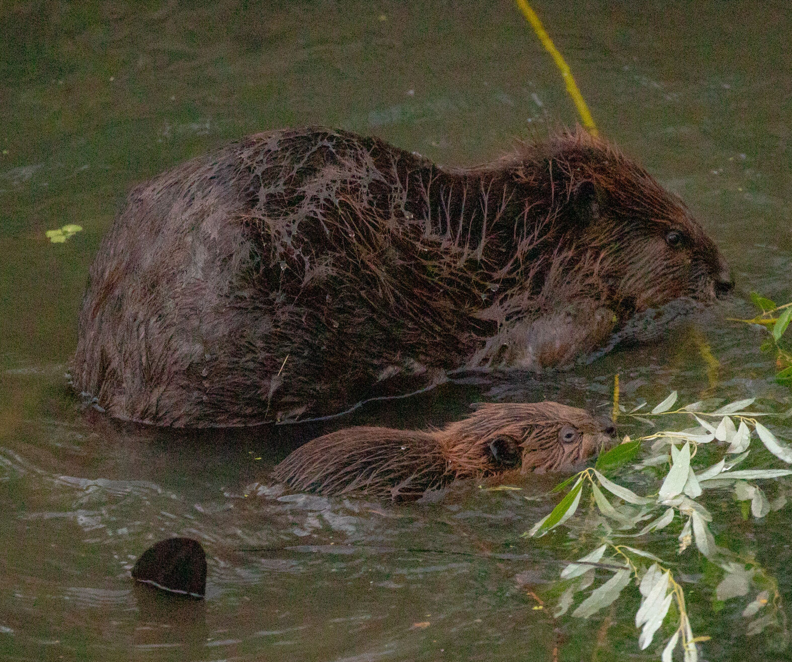 Beaver Lodge Summer 2021
